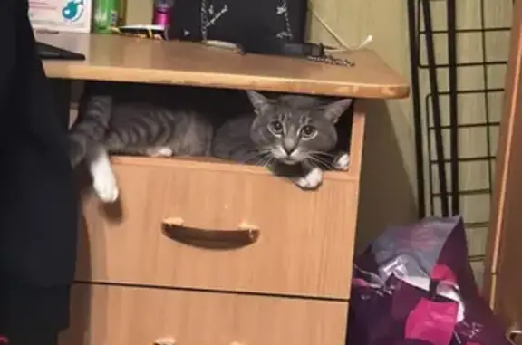 Кошки потеряшки, Каменск-Уральский, фото: Потеряшка кот Маус, ул. 4-й Пятилетки, 31