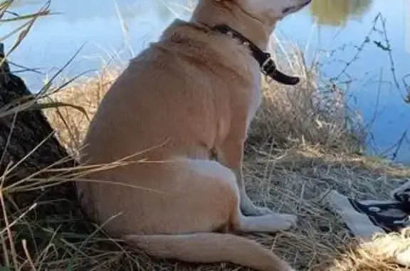 Пропала чихуахуа, 1-я Пионерская, Ростов