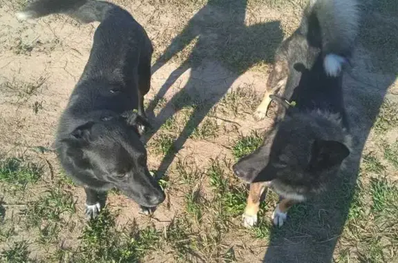 Найдена собака, , фото: Собака найдена, Софьинка, Калужская обл.