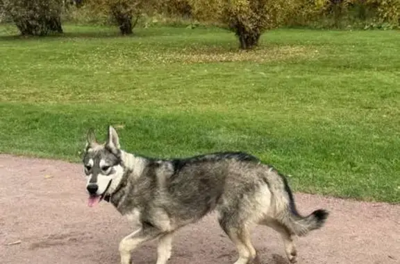 Найдена собака, Москва, фото: Найдена хаски, Палисадная ул., Москва