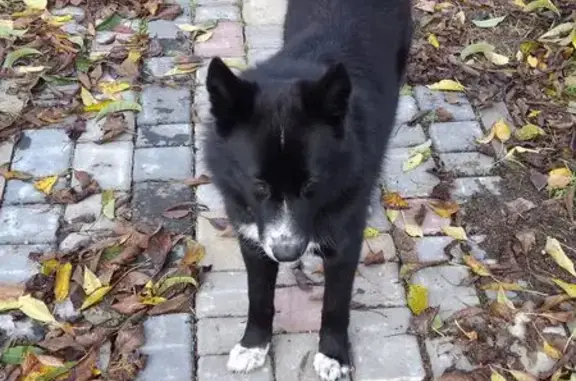 Найдена собака, Дрогичин, фото: Собака найдена, Дачная ул., Дрогичин