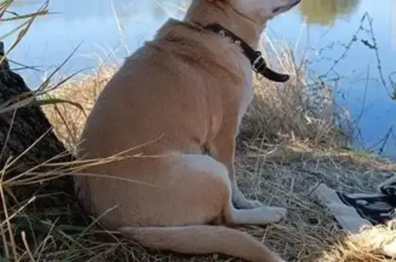 Собаки потеряшки, Ростов-на-Дону, фото: Потеряшка собака в Ростове-на-Дону, район Сельмаш #пропаласобака