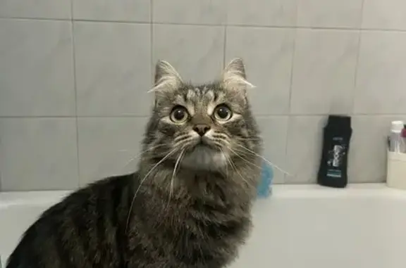 Пропала кошка, ул. Мира, 195, Котово