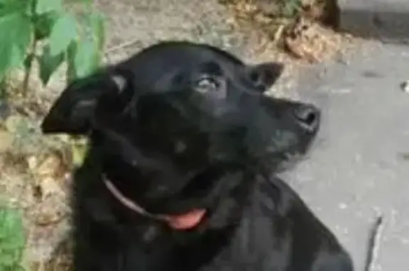 Собаки потеряшки, Челябинск, фото: Потеряшка собака, ул. Марченко, 7а, Челябинск