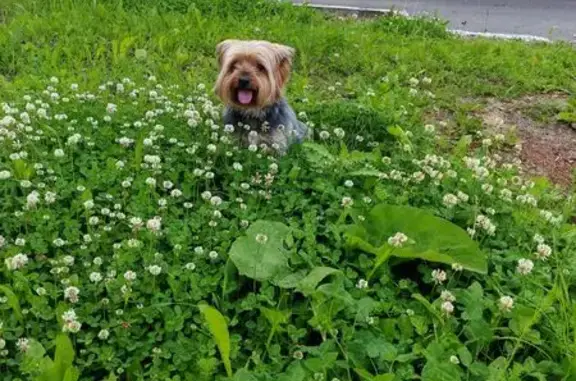 Найдена собака, Вологодская область, фото: Пропала собака, Марфино, Вологодская обл.