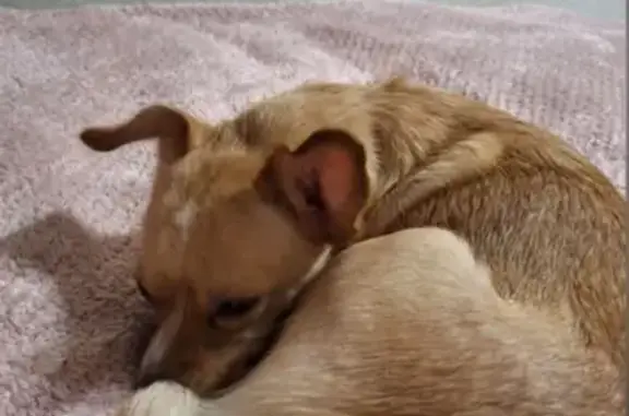 Пропала собака, ул. Ушинского 22, Липецк