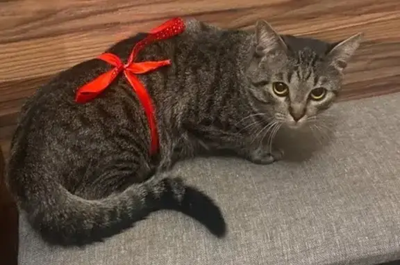 Пропала кошка, Костромская ул., Кострома