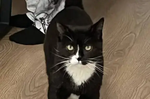 Кошки потеряшки, Боброво, фото: Потеряшка кот Дизель, Лесная ул., Боброво