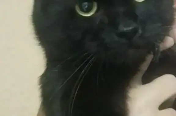 Кошка найдена на Костюшко, 15, СПб