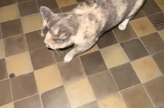 Найдена кошка на Челюскинцев, 29, Екат.