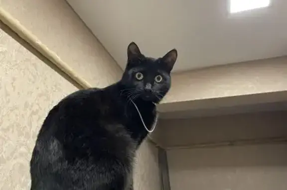 Пропала черная кошка, ул. Гастелло, 7/17