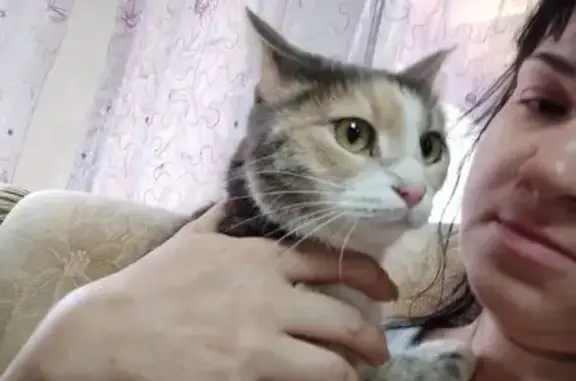 Кошки потеряшки, Оренбург, фото: Потеряшка кошка, Лесная ул. 15, Оренбург