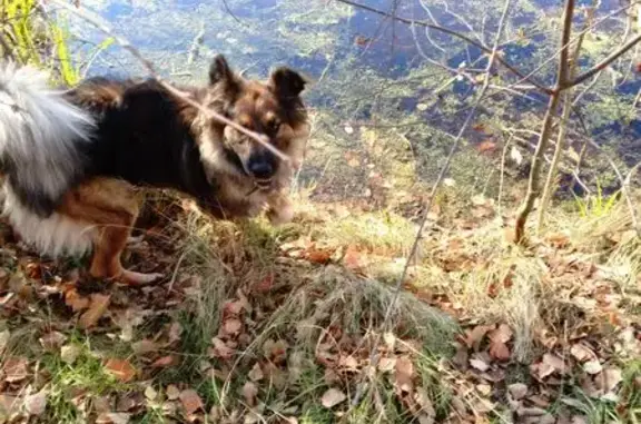 Найдена собака, Басьяновский, Свердловская обл. - photo