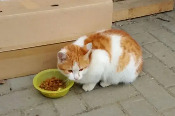 Кошки потеряшки, Юрьев-Польский, фото: Потеряшка кошка, ул. Шибанкова, Юрьев-Польский