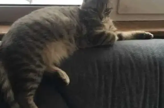 Кошки потеряшки, Новокузнецк, фото: Потеряшка кошка, ул. Клименко, 54А