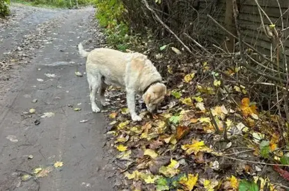 Найдена собака, Рощино, фото: Лабрадор найден, Инженерная 10/1, Рощино