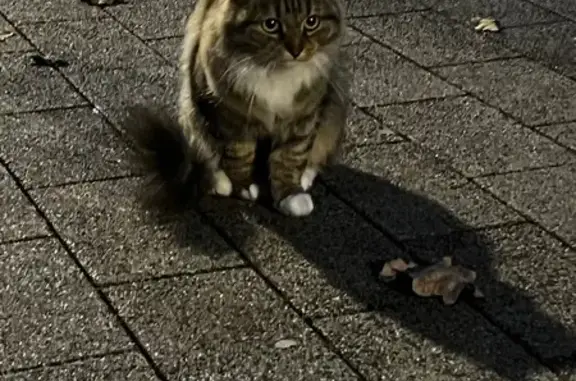 Найдена кошка, Москва, фото: Кошка найдена в парке Дубки, Ивановский пр.