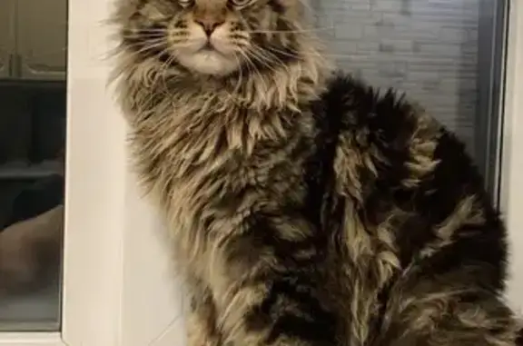 Пропала кошка, Дорожная ул., 79, Нефтеюганск