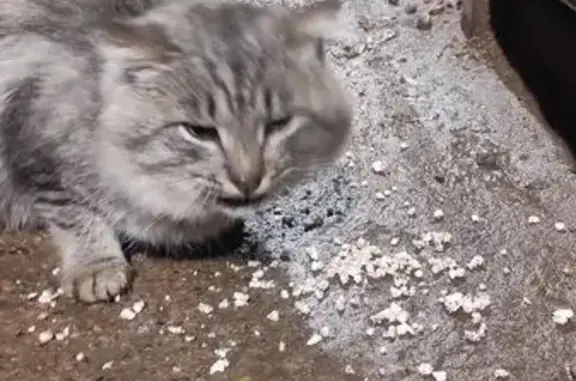 Найдена кошка, Ижевск, фото: Кошка найдена: Фронтовая ул. 9, Ижевск