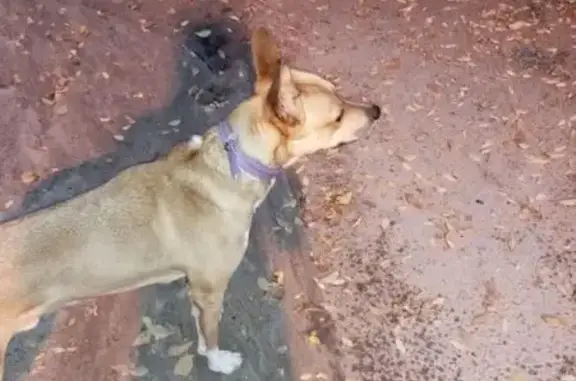 Собака найдена: Дзержинского 32, Волгоград