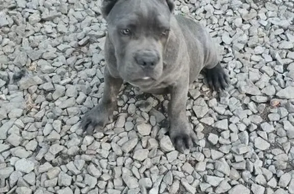 Пропала собака, Украинский пер., Каменск