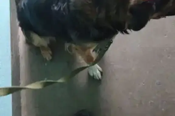 Пропала собака, 10П, Сабурово