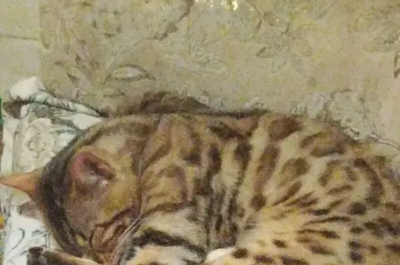 Объявления о пропавших и найденных животных, Владикавказ, фото: Пропала кошка, Николаева 56, Владикавказ