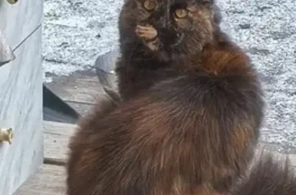 Найдена кошка, Солонцы, фото: Трехцветная майкун найдена в Солонцах