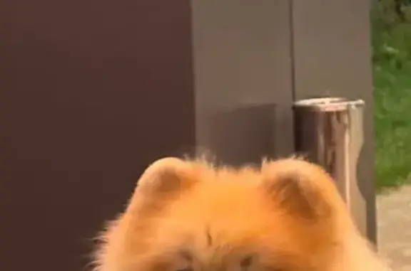 Пропала собака, Сенявина 55, Мариуполь