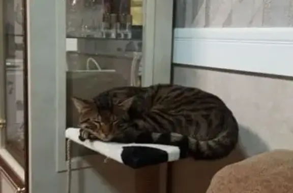 Кошки потеряшки, Таврово, фото: Потеряшка кошка на Магистральной в Таврово