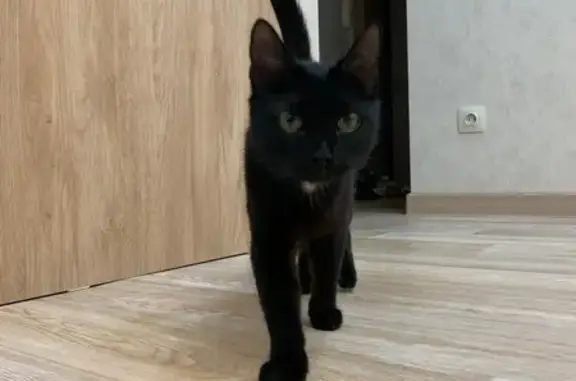 Найдена кошка, Гвардейская 44, Казань