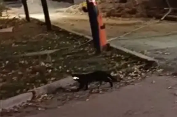 Найдена кошка, Тюмень, фото: Кошка найдена у Бургер Кинг, Гнаровской 12