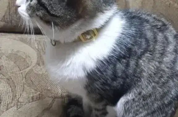 Кошка найдена: Горный переулок, Казань