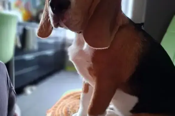 Собаки потеряшки, Екатеринбург, фото: Потеряшка собака, Реактивная ул. 49, Екб