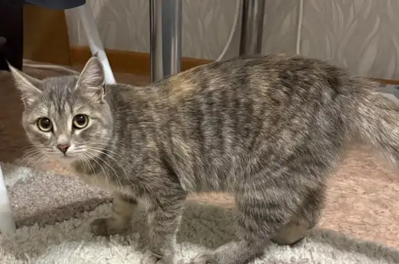 Найдена кошка, Томск, фото: Кошка найдена: Дальне-Ключевская 16А