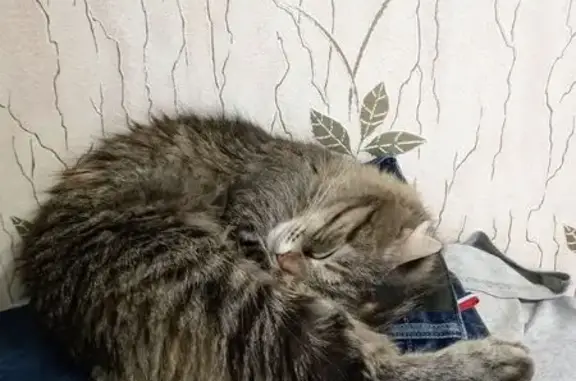 Кошки потеряшки, Рязань, фото: Потеряшка кошка, ул. Тимуровцев, 5 к2