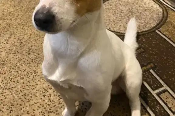 Собаки потеряшки, , фото: Потеряшка собака, Октябрьская 20, Долгоруково