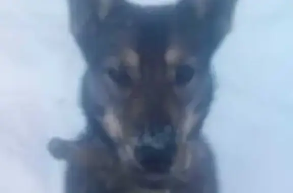 Собаки потеряшки, Челябинск, фото: Потеряшка собака, Гражданская 14, Челябинск