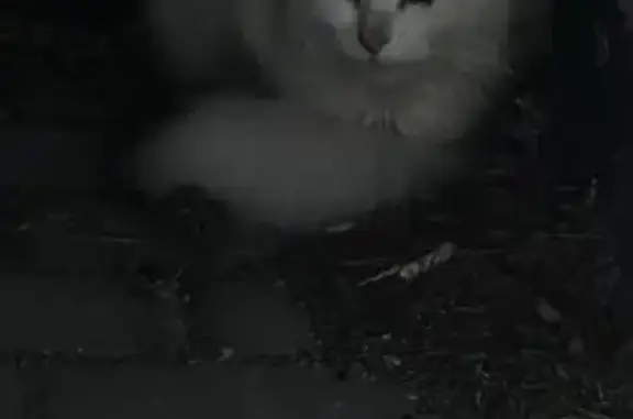 Кошка найдена у подъезда, Жукова 7, КГД