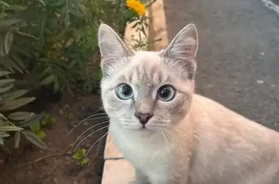 Кошки потеряшки, Оренбург, фото: Потеряшка кошка, Восточный пер., 4, Оренбург