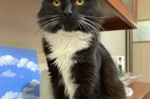 Кошки потеряшки, Москва, фото: Потеряшка кошка, ул. Бутлерова, Москва