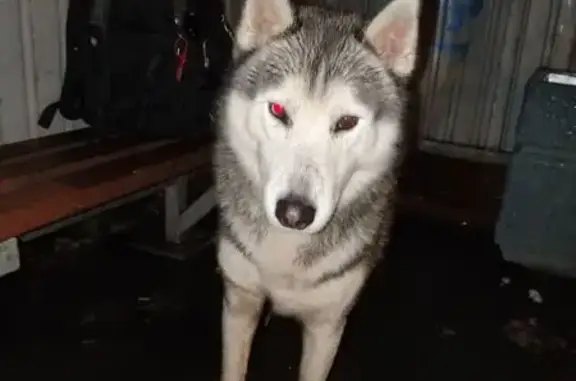 Найдена собака, Архангельск, фото: Хаски найдена на Маймаксанском шоссе