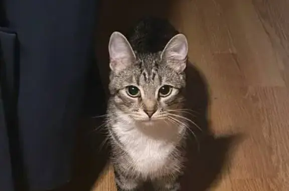 Кошки потеряшки, Санкт-Петербург, фото: Потеряшка кошка, Тележная ул., 23В, СПб