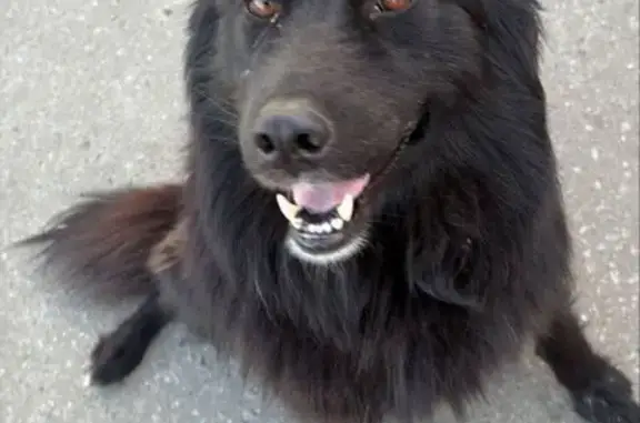 Собаки потеряшки, Московская область, фото: Потеряшка собака в Алёшино, МО