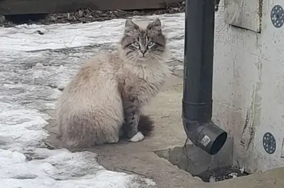Кошка найдена в Рощинском, Ленобласть