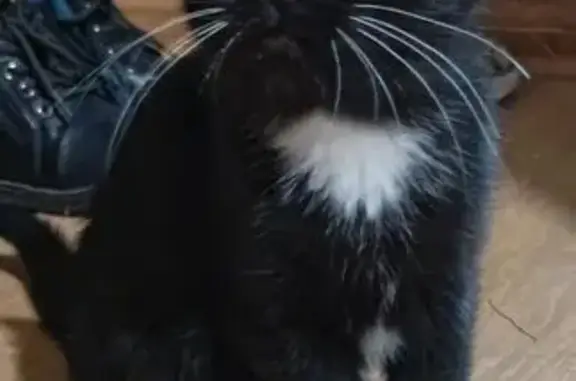 Кошка найдена, ул. Карла Маркса, Брянск