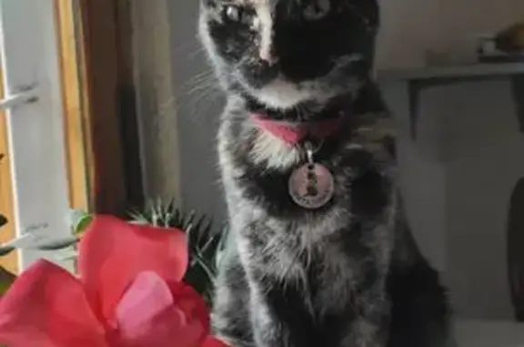 Кошки потеряшки, Новороссийск, фото: Потеряшка кошка, ул. Тихоступа 19, Новороссийск