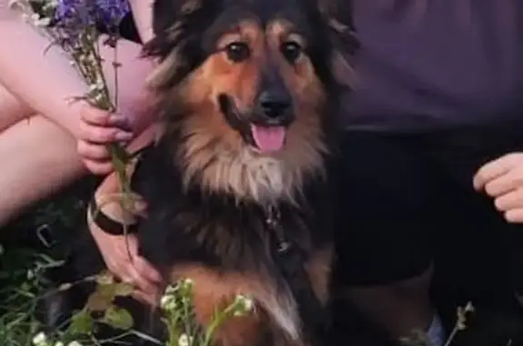 Собаки потеряшки, Орловская область, фото: Потеряшка собака, Медведево, Орловская обл.