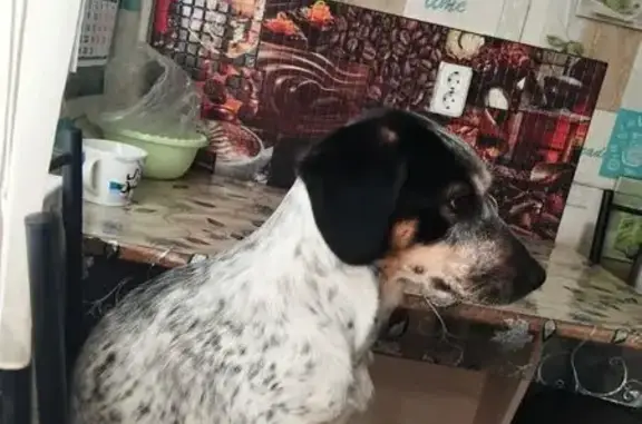 Собаки потеряшки, Бакал, фото: Потеряшка собака, ул. Октябрьская 10, Бакал