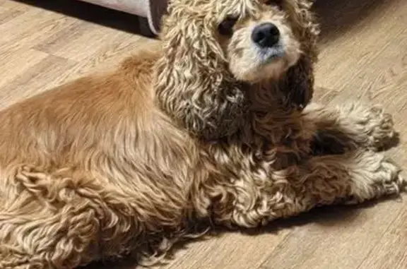 Найдена собака, Элиста, фото: Собака найдена: Кирбазарная 23Б, Элиста